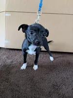 Ace, a male Chihuahua for sale in Pomona, CA – 1 of 6