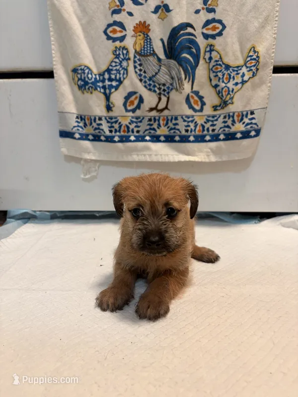 N/A, a female Doxiepoo for sale in Pomona, CA – 1 of 4