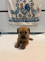 N/A, a female Doxiepoo for sale in Pomona, CA – 1 of 4