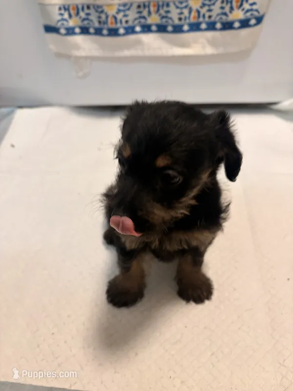 N/A – Doxiepoo puppy for sale in Pomona, CA
