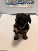 N/A, a female Doxiepoo for sale in Pomona, CA – 1 of 4