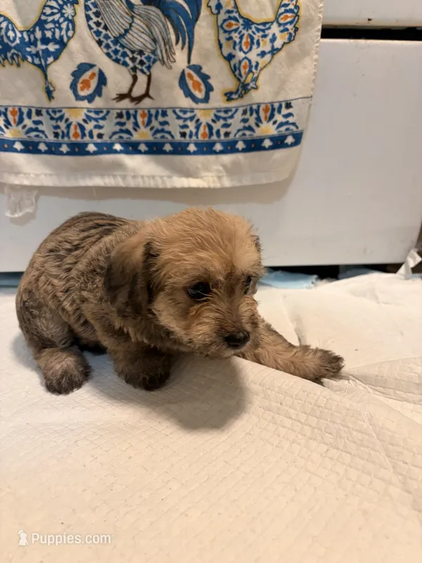 N/A, a male Doxiepoo for sale in Pomona, CA – 1 of 4