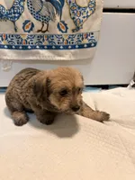 N/A, a male Doxiepoo for sale in Pomona, CA – 1 of 4