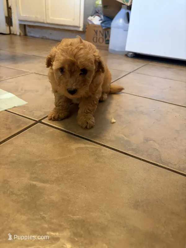 N/A, a male Doxiepoo for sale in Pomona, CA – 1 of 1