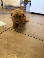 N/A, a male Doxiepoo for sale in Pomona, CA – 1 of 1