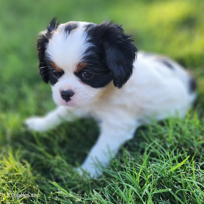 Boy  – Cavalier King Charles Spaniel, Japanese Chin puppy for sale in Gold Hill, OR