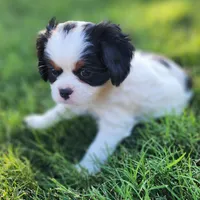 Boy , a female Cavalier King Charles Spaniel and Japanese Chin for sale in Gold Hill, OR – 1 of 4