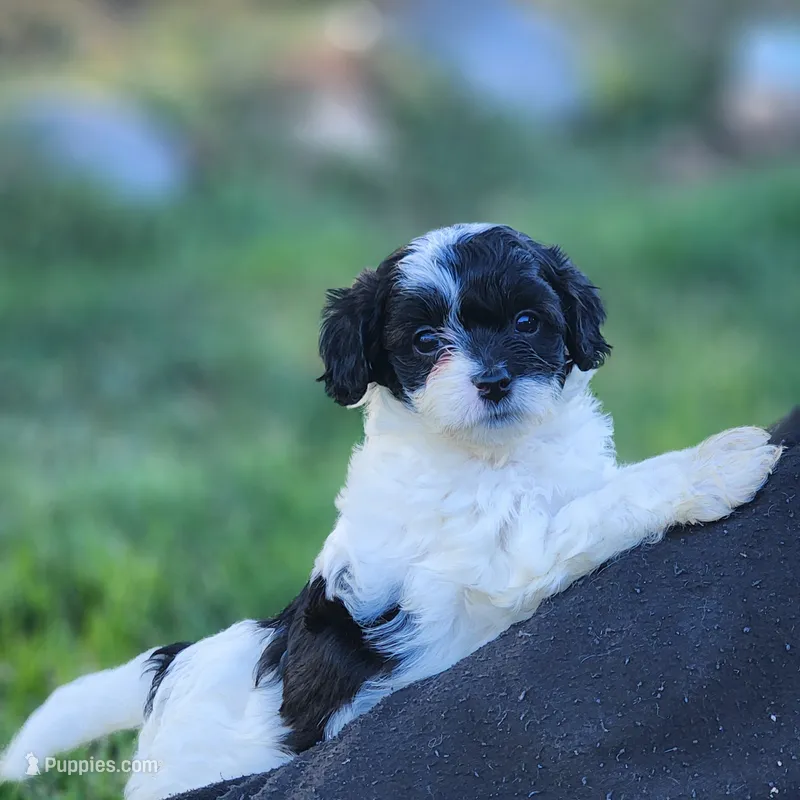 Domino Female 1 – Cavapoo puppy for sale in Gold Hill, OR