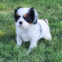 Lil Girl 2, a female Cavalier King Charles Spaniel and Japanese Chin for sale in Gold Hill, OR – 2 of 4