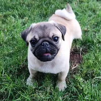 Pug Male 1, a male Pug for sale in Gold Hill, OR – 3 of 3