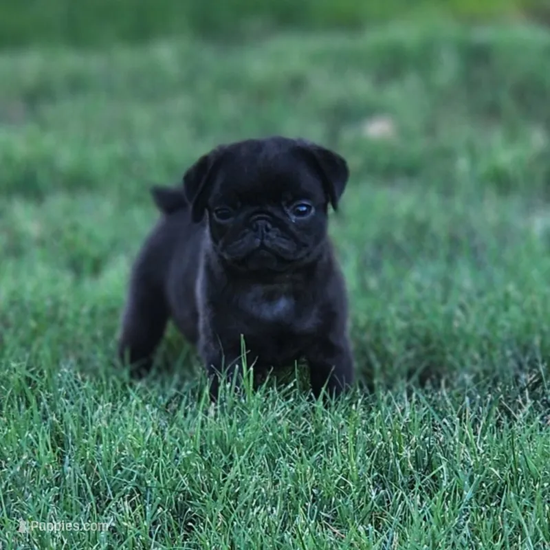 Female – Pug puppy for sale in Gold Hill, OR