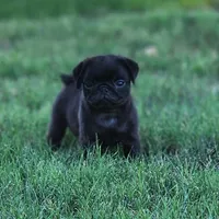Female, a female Pug for sale in Gold Hill, OR – 1 of 2