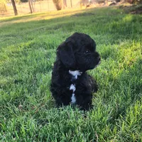 Domino male 1, a female Cavapoo for sale in Gold Hill, OR – 2 of 3