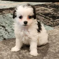Female 2, a female Cavapoo for sale in Gold Hill, OR – 1 of 1