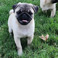 Pug Male 2, a male Pug for sale in Gold Hill, OR – 2 of 3