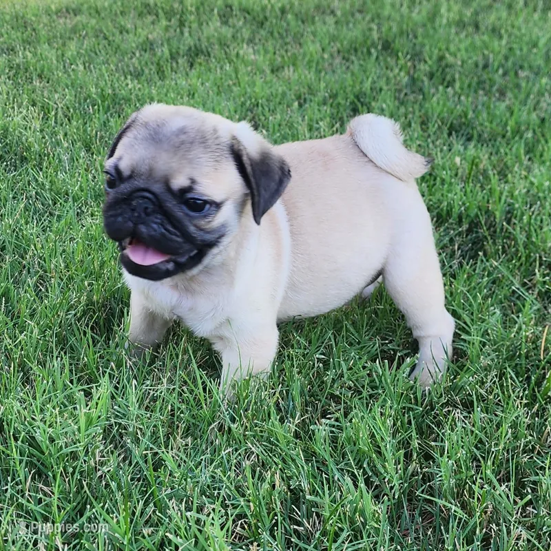 Male 2 – Pug puppy for sale in Gold Hill, OR