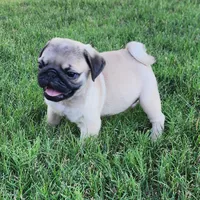 Male 2, a male Pug for sale in Gold Hill, OR – 1 of 2