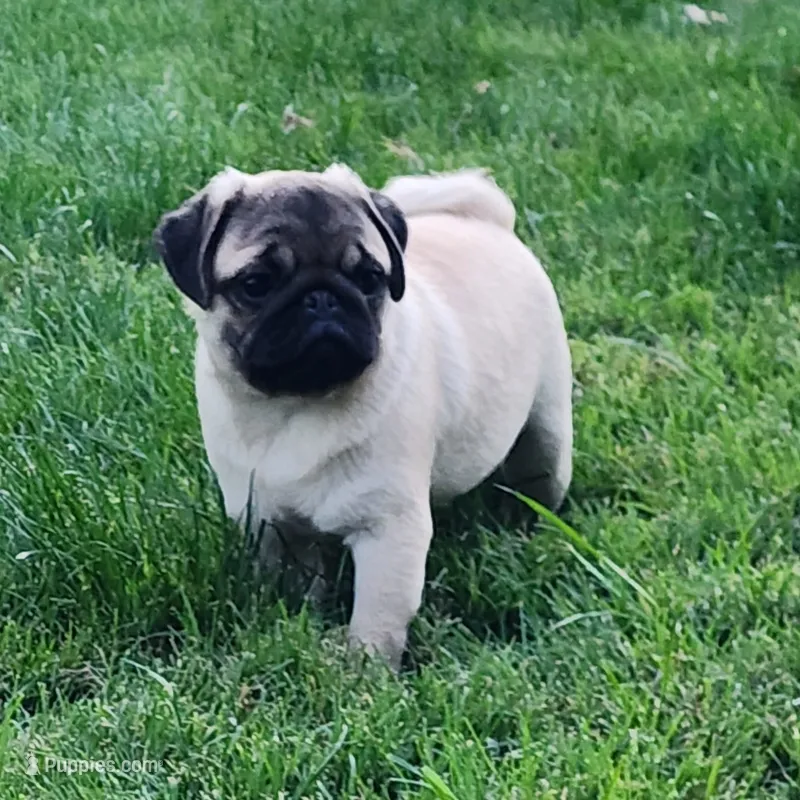 Pug Male 3 – Pug puppy for sale in Gold Hill, OR