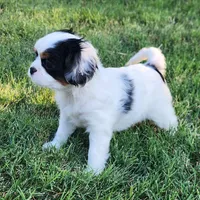 Lil Girl 2, a female Cavalier King Charles Spaniel and Japanese Chin for sale in Gold Hill, OR – 3 of 4