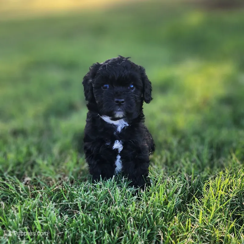 Domino male 1 – Cavapoo puppy for sale in Gold Hill, OR