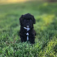 Domino male 1, a female Cavapoo for sale in Gold Hill, OR – 1 of 3
