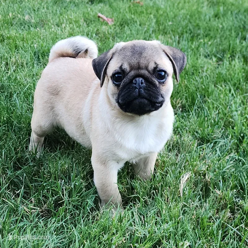Pug Male 1 – Pug puppy for sale in Gold Hill, OR