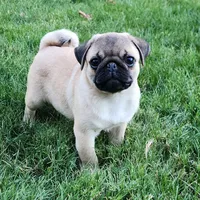 Pug Male 1, a male Pug for sale in Gold Hill, OR – 1 of 3