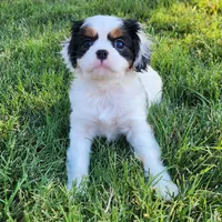 Lil Girl 2, a female Cavalier King Charles Spaniel and Japanese Chin for sale in Gold Hill, OR – 4 of 4