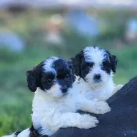 Domino Female 1, a female Cavapoo for sale in Gold Hill, OR – 2 of 3