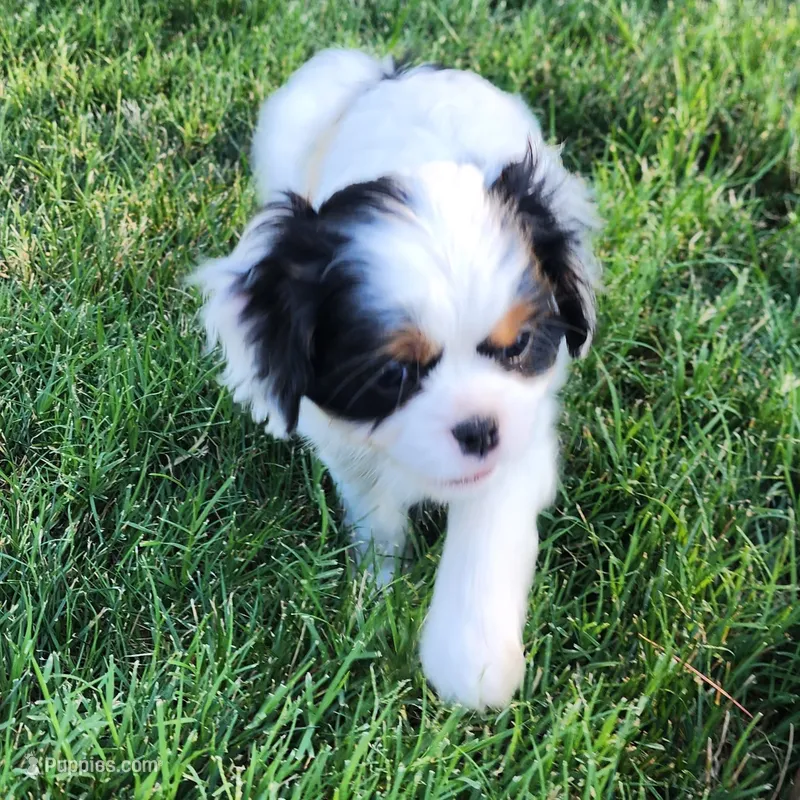 Lil Girl 2 – Cavalier King Charles Spaniel, Japanese Chin puppy for sale in Gold Hill, OR