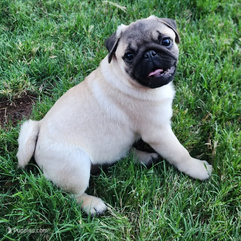 Pug Male 2 – Pug puppy for sale in Gold Hill, OR