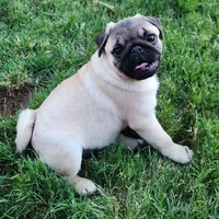 Pug Male 2, a male Pug for sale in Gold Hill, OR – 1 of 3