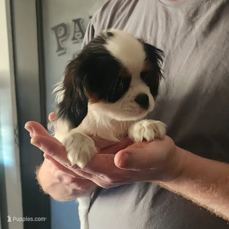 Lil Girl 2 – Cavalier King Charles Spaniel, Japanese Chin puppy for sale in Gold Hill, OR