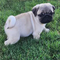 Male 1, a male Pug for sale in Gold Hill, OR – 2 of 2