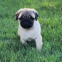 Male 1, a male Pug for sale in Gold Hill, OR – 1 of 2