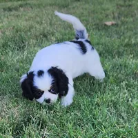 Boy , a female Cavalier King Charles Spaniel and Japanese Chin for sale in Gold Hill, OR – 4 of 4