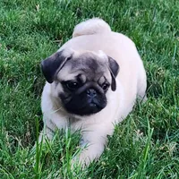 Pug Male 3, a male Pug for sale in Gold Hill, OR – 2 of 3