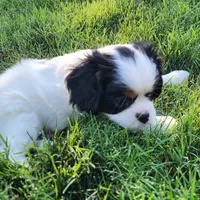Boy , a female Cavalier King Charles Spaniel and Japanese Chin for sale in Gold Hill, OR – 2 of 4