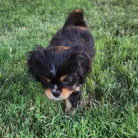 Lil Girl 1, a female Cavalier King Charles Spaniel and Japanese Chin for sale in Gold Hill, OR – 2 of 3
