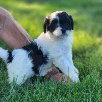 Domino Female 1, a female Cavapoo for sale in Gold Hill, OR – 3 of 3