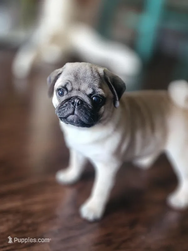 Fawn Male – Pug puppy for sale in Gold Hill, OR