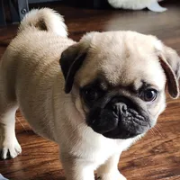 Fawn Male, a male Pug for sale in Gold Hill, OR – Photo 3 of 5