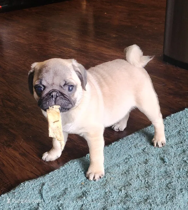 Fawn Male – Pug puppy for sale in Gold Hill, OR