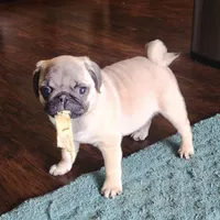 Fawn Male, a male Pug for sale in Gold Hill, OR – Photo 5 of 5
