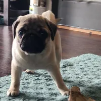 Fawn Male, a male Pug for sale in Gold Hill, OR – Photo 2 of 5