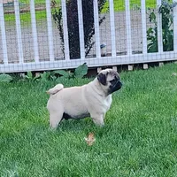 Pug Male 3, a male Pug for sale in Gold Hill, OR – 3 of 3