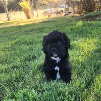 Domino male 1, a female Cavapoo for sale in Gold Hill, OR – 3 of 3