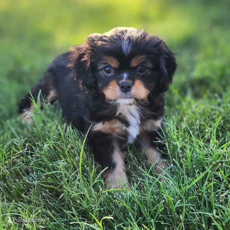 Lil Girl 1 – Cavalier King Charles Spaniel, Japanese Chin puppy for sale in Gold Hill, OR