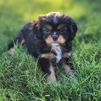 Lil Girl 1, a female Cavalier King Charles Spaniel and Japanese Chin for sale in Gold Hill, OR – 1 of 3