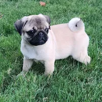 Pug Male 1, a male Pug for sale in Gold Hill, OR – 2 of 3